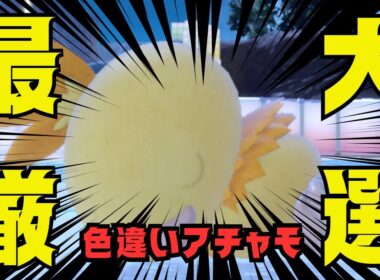 【ポケモンSV】でっかい色違いアチャモ厳選#shorts#縦型配信#色違い＃色違い厳選