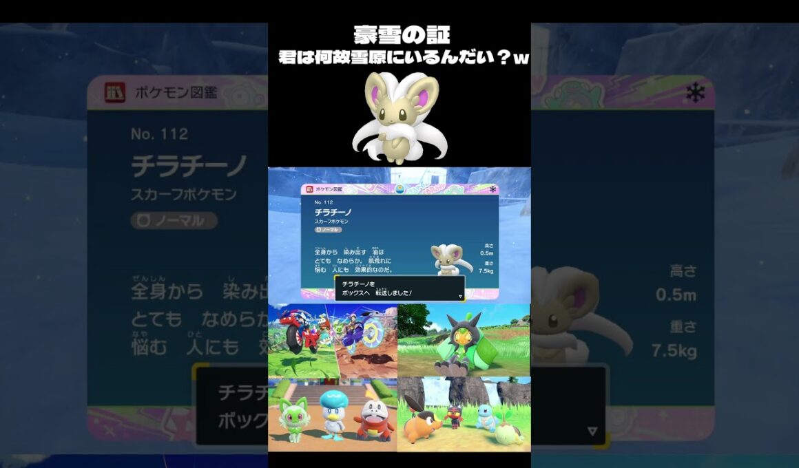 【ポケモンSV】色を見逃した後に現れた豪雪色チラチーノ♀【＃ポケモンSV配信】＃Shorts