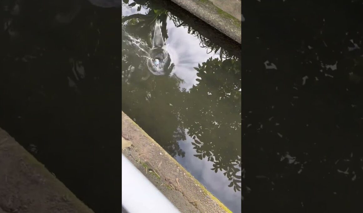 ポイ捨てしてみたw（3） #炎上 #迷惑行為 #ポイ捨て #shorts #short