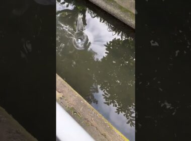 ポイ捨てしてみたw（3） #炎上 #迷惑行為 #ポイ捨て #shorts #short