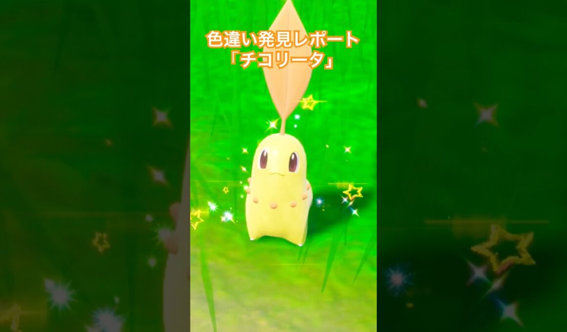 ポケモンSV 色違い発見レポート「チコリータ」 #shinypokemon #色違いポケモン