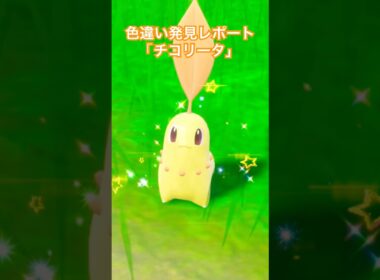 ポケモンSV 色違い発見レポート「チコリータ」 #shinypokemon #色違いポケモン