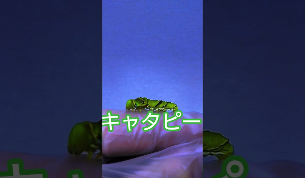 キャタピーを拾った！(ナミアゲハの幼虫です！)#虫 #ポケモン #キャタピー