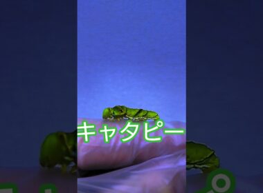 キャタピーを拾った！(ナミアゲハの幼虫です！)#虫 #ポケモン #キャタピー