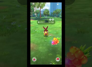 ポカブの色違いきちゃ〜…昨日配信で話してたから来たのかな？