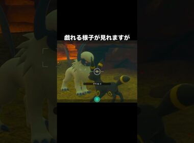ブラッキーとアブソルと戯れ #newポケモンスナップ #ポケモン