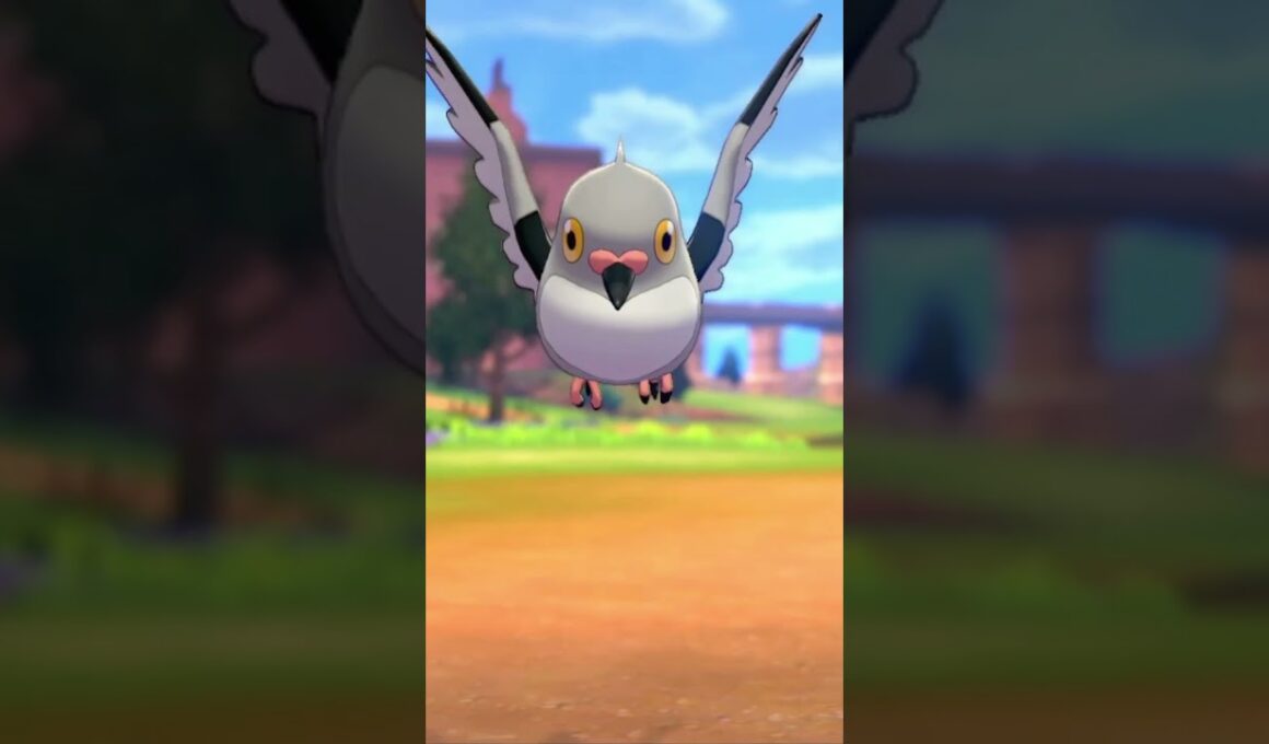 マメパトを愛でるかい #ポケモン #マメパト