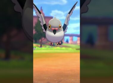 マメパトを愛でるかい #ポケモン #マメパト