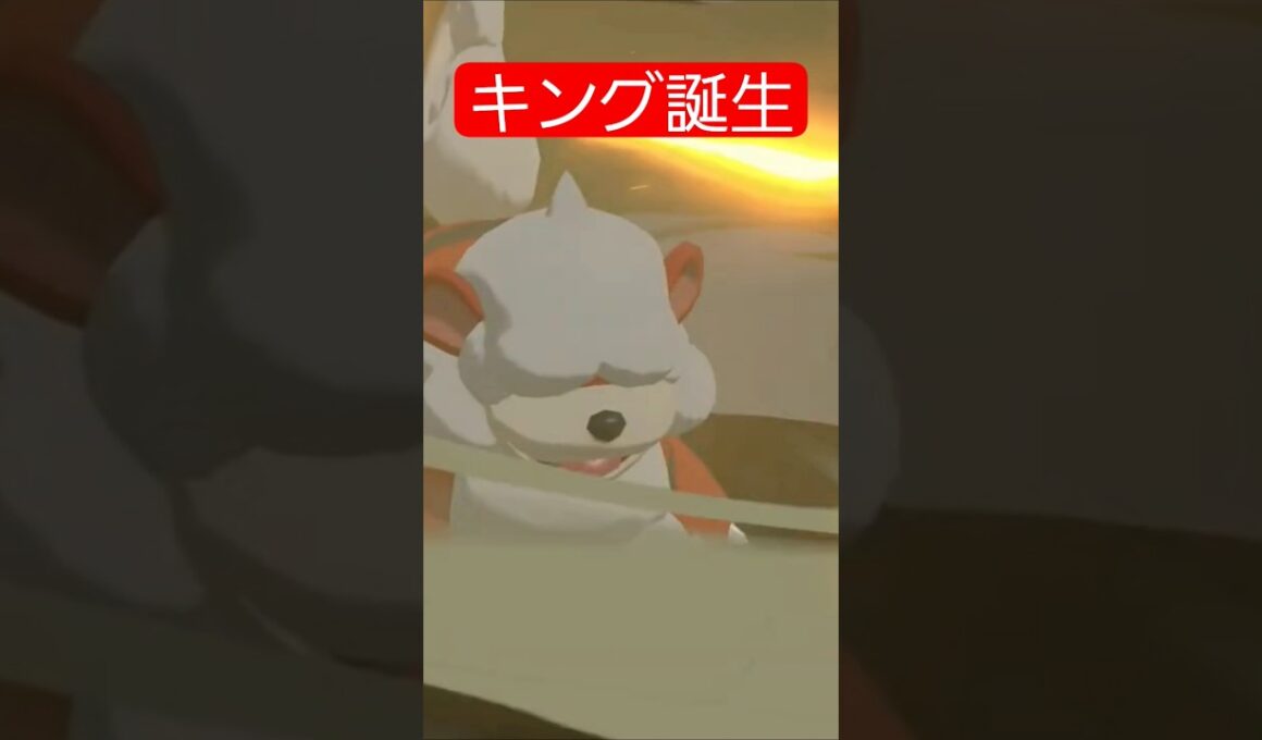 キングの子どもヒスイガーディ進化！ #ポケモンレジェンズアルセウス #ポケモンレジェンズza