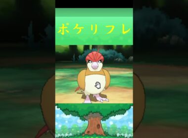 ピジョン*ポケモン ポケリフレ ポケパルレ #ポケモン #Pokemon  #3DS #nintendoswitch #ポケモンsv #ポケモン #キャンプ #サンドイッチ #ピクニック