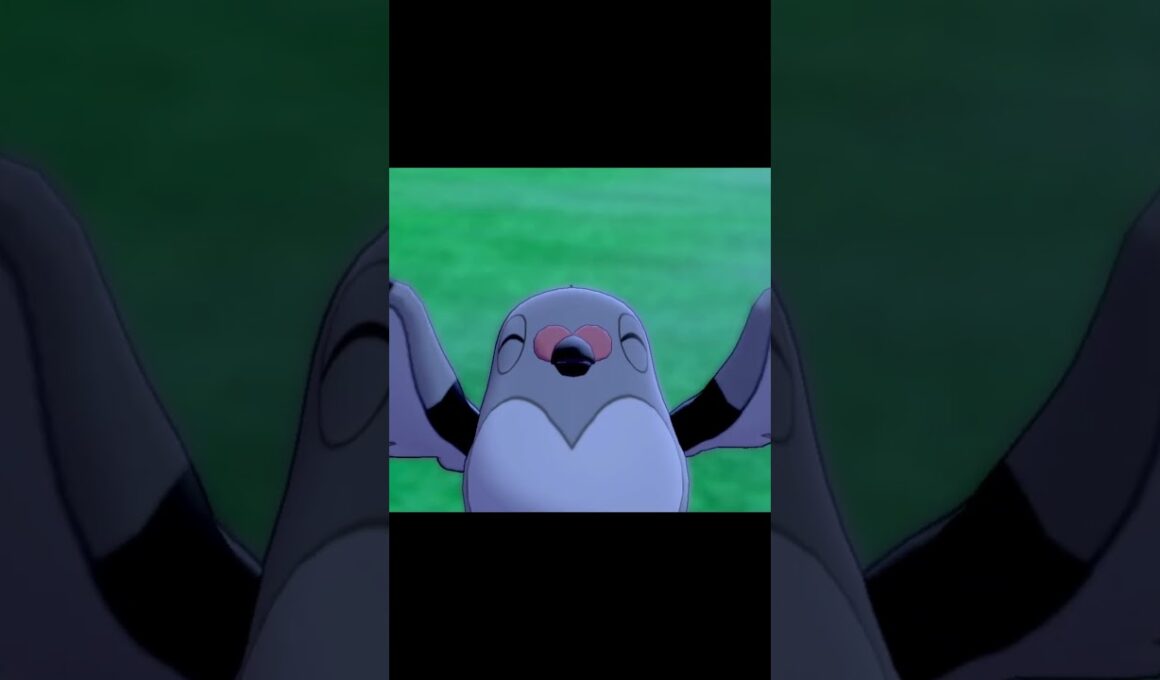 マメパトの笑顔　#Shorts