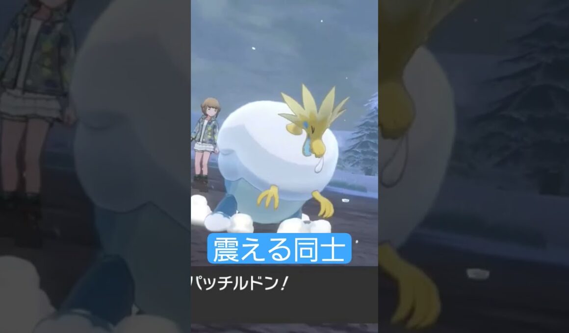 ユキワラシとパッチルドンお互い震えていてかわいい笑 #ポケモン剣盾 #ポケモン