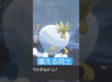 ユキワラシとパッチルドンお互い震えていてかわいい笑 #ポケモン剣盾 #ポケモン