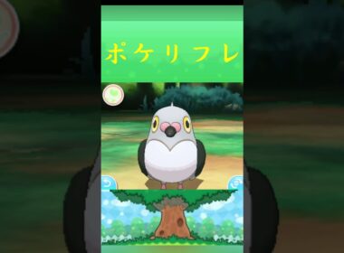 マメパト*ポケモン ポケリフレ ポケパルレ #ポケモン #Pokemon  #3DS #nintendoswitch #ポケモンsv #ポケモン #キャンプ #カレー #サンドイッチ #ピクニック