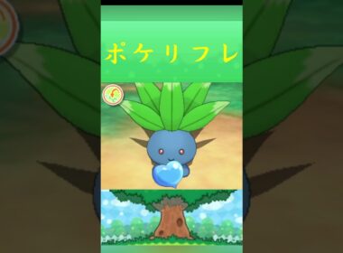 ポケモン ナゾノクサ  ポケリフレ ポケパルレ #ポケモン #Pokemon  #3DS #ポケモン技 #ポケモンsv #ポケモン#キャンプ #カレー #サンドイッチ #ピクニック