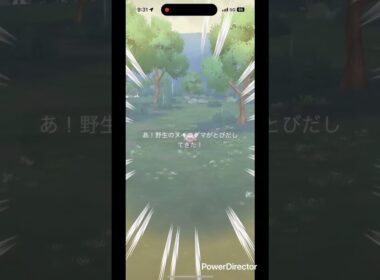 小さいヌイコグマ #pokemongo #pokemon #ポケgo #pokémon