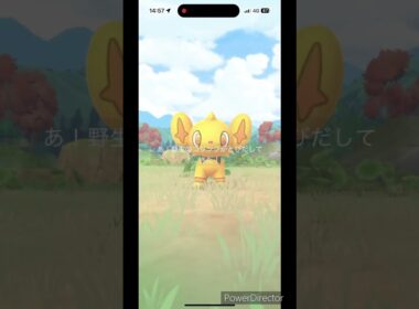 金コリンク #ポケモンgo #pokemon #ポケgo #ポケモン