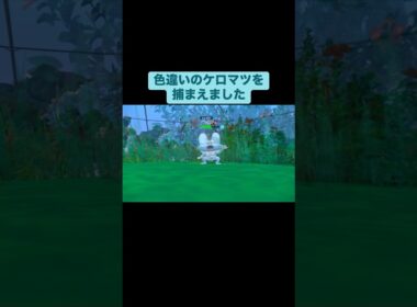 色違いのケロマツをゲットしました