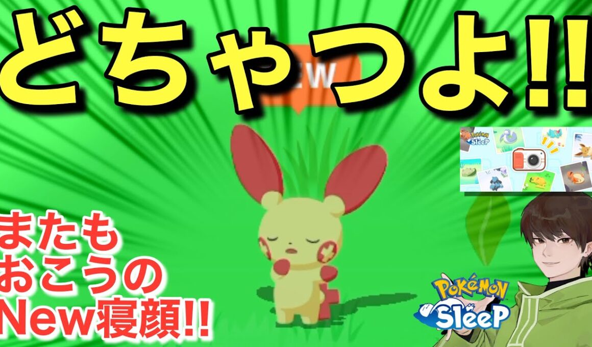 激強プラスルと、寝顔ウィークのおこうが良い感じな話【ポケモンスリープ】【ポケモン寝顔発見ウィークvol.2】無課金リサーチ810,795日目