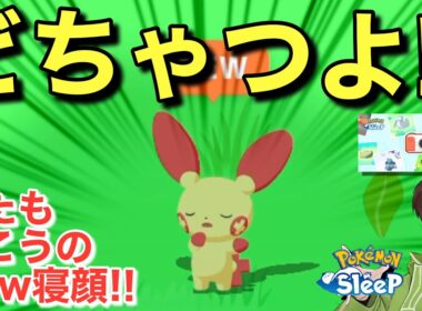激強プラスルと、寝顔ウィークのおこうが良い感じな話【ポケモンスリープ】【ポケモン寝顔発見ウィークvol.2】無課金リサーチ810,795日目