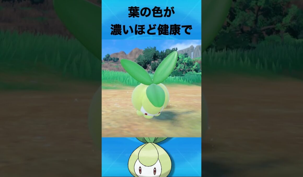 チュリネについて #ポケモン #チュリネ