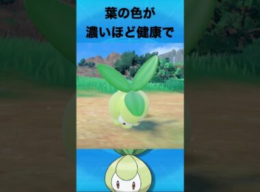 チュリネについて #ポケモン #チュリネ