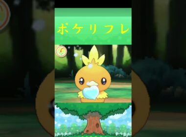 アチャモ*ポケモン ポケリフレ ポケパルレ #ポケモン #Pokemon  #3DS #nintendoswitch #ポケモンsv #ポケモン #キャンプ #サンドイッチ #ピクニック