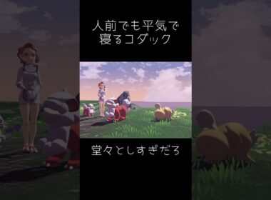 人前でも平然と寝るコダック【ポケモンレジェンズアルセウス】