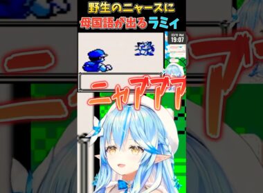 野生のニャースに思わず母国語が出る雪花ラミィ　#ポケモン #ホロライブ5期生 #ホロライブ切り抜き #雪花ラミィ #vtuber