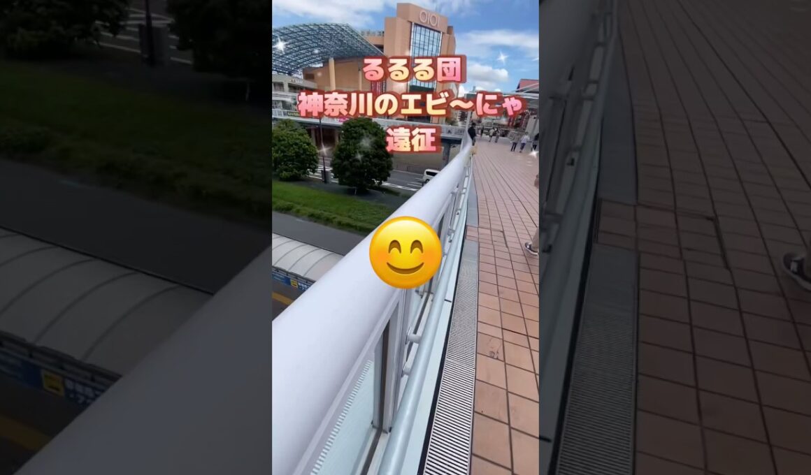 今日のピッピタイムはエビ〜にゃで