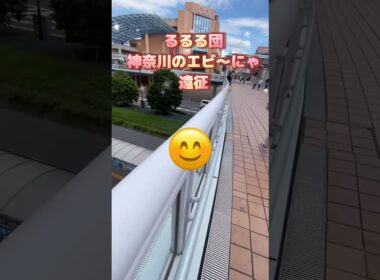 今日のピッピタイムはエビ〜にゃで