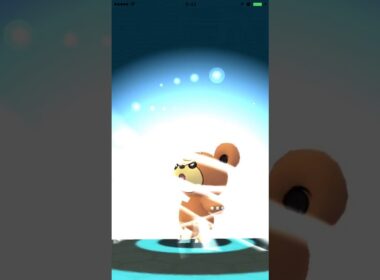 ポケモンGO　216-217　ヒメグマからリングマへの進化。 Pokémon Go Teddiursa evolution.