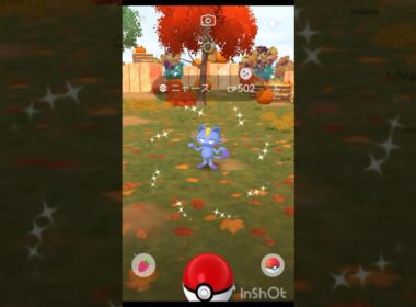 色違い ニャース（アローラのすがた）3匹目getなので！【 ポケモンgo 】 → ペルシアン （アローラのすがた）進化しとくよ！#pokemon #pokemongo #ポケモン #ポケモンgo