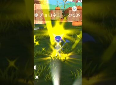 色違いチョロネコ　ハロウィン🎃