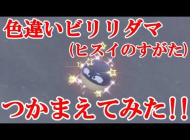 【ポケモンSV】色違いビリリダマ(ヒスイのすがた)つかまえてみた！！