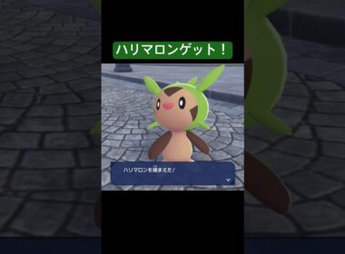 やる気満々ハリマロン/Pokémon LEGENDS Z-A #pokemon #ポケモン