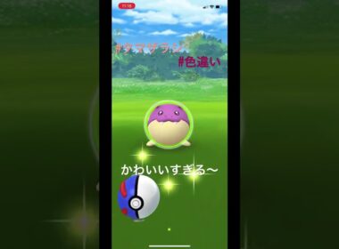 タマザラシの色違いが可愛すぎる件　#ポケモンgo #色違い #ゲットチャレンジ #タマザラシ