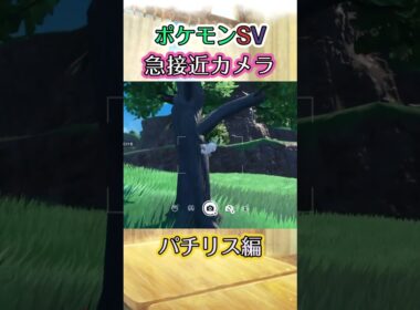 【ポケモンSV】パチリスがﾄｺﾄｺと木を登っていくだけの動画 #ポケモン #ポケモンsv #パチリス #shorts