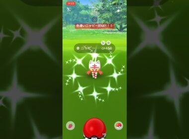 ポケモンGO色違いニャビー初GET！！#ポケモン #ポケモンgo #pokemongo