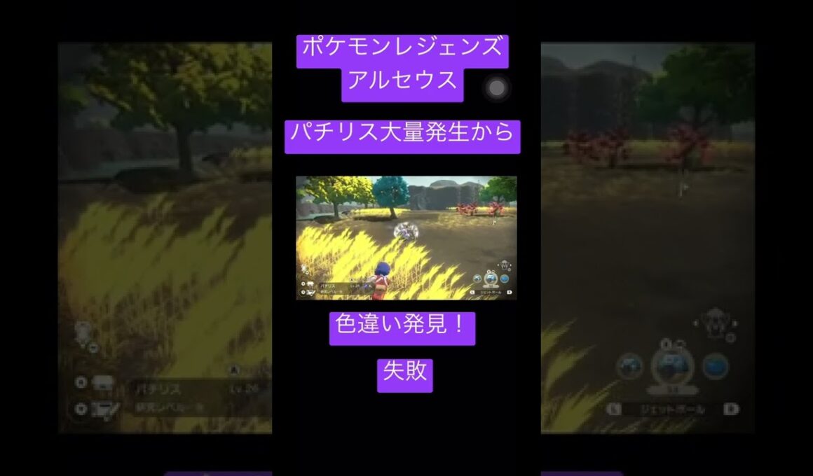 【ポケモンレジェンズアルセウス】パチリス大量発生から色違い発見！ #pokemon  #ポケモン #shorts #パチリス #pachirisu #レジェンズアルセウス