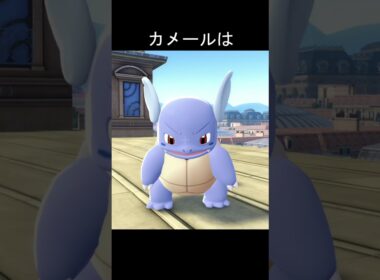 ゼニガメ、カメール、カメックス眠りかた　#ポケモン #ポケモンza #ゼニガメ #カメール #カメックス