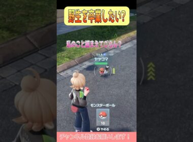 【ポケモンZA】人懐っこいヤヤコマちゃん可愛い #shorts #ポケモンレジェンズ #ポケモンレジェンズza #ポケモン #ヤヤコマ