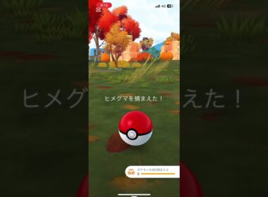 #Pokémon Go #ハロウィンヒメグマ#ポケモンゴー