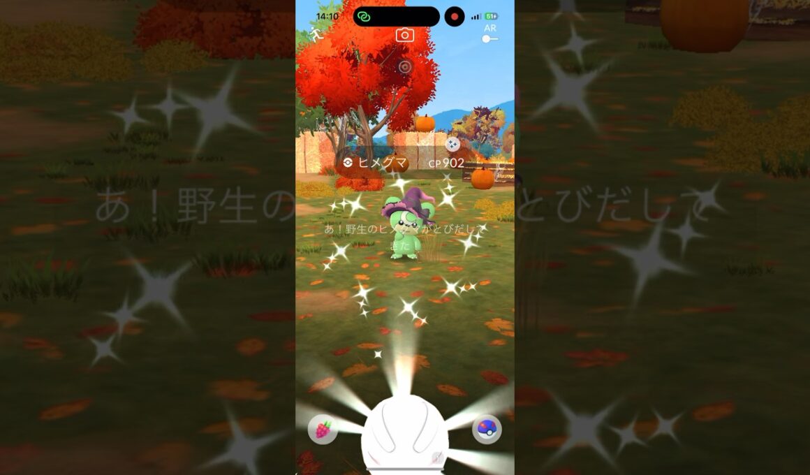 【ポケモンGO】色違い魔女帽子のヒメグマゲットです！ #ポケモンgo  #ヒメグマ
