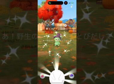 【ポケモンGO】色違い魔女帽子のヒメグマゲットです！ #ポケモンgo  #ヒメグマ