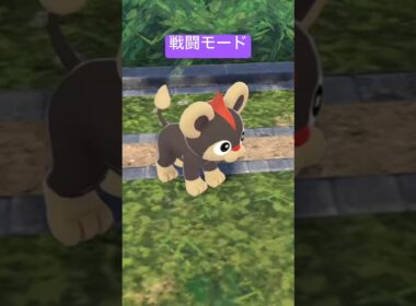 体重は13.5キロ/お米10キロより重い#ポケモン #シシコ#ポケモンza#litleo