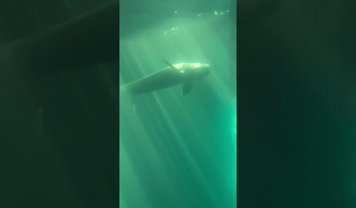 ジュゴン　鳥羽水族館