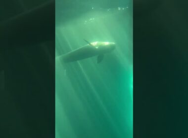 ジュゴン　鳥羽水族館