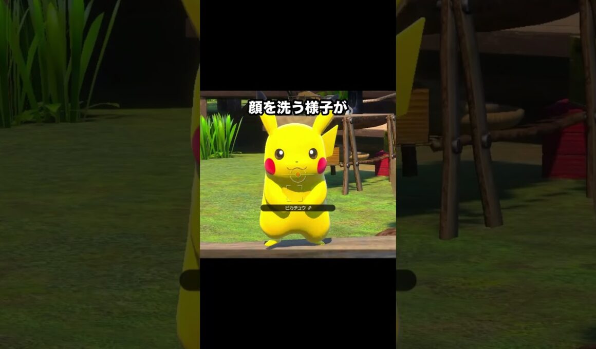 人慣れしたピカチュウvs野生のピカチュウ #ポケモン #newポケモンスナップ