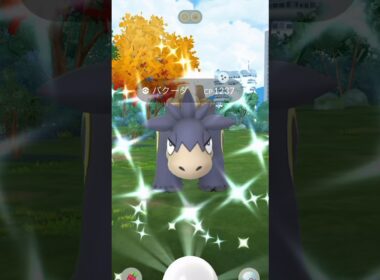 【ポケモンGO】メガバクーダ！レイドデイで高個体＆色違いチャレンジ！！#nintendo #pokemon #pokemongo #ポケモン #ポケモンgo #shorts #色違い #バクーダ